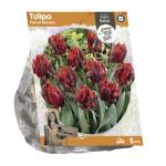 Baltus Tulipa Parrot Rococo tulpen bloembollen per 5 stuks